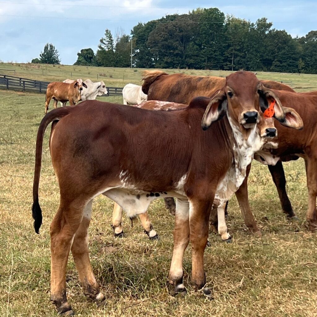 Registered Brahman bull calf
