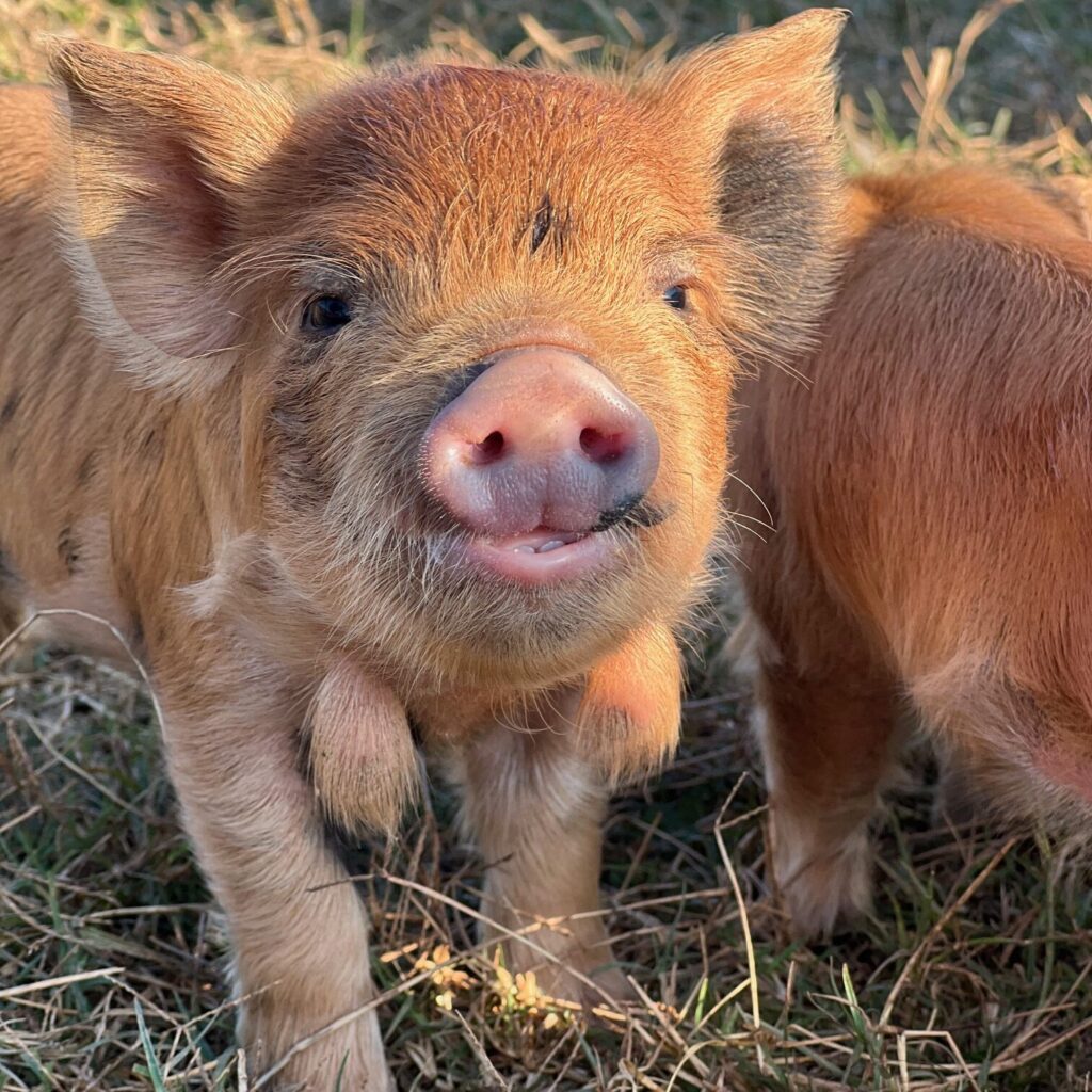 Ginger Kunkune piglet smiling